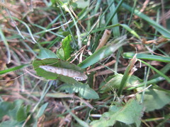 Nectopsyche exquisita