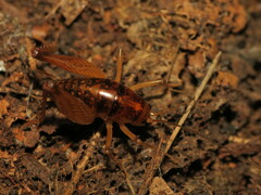 Ceuthophilus maculatus