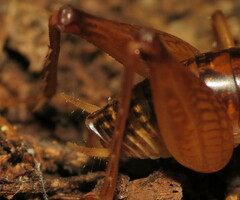 Ceuthophilus maculatus