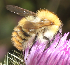 Bombus pascuorum