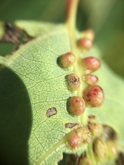 Harmandiola