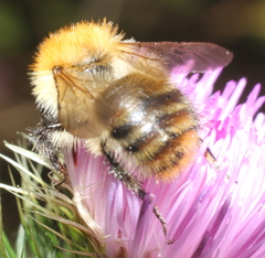 Bombus pascuorum
