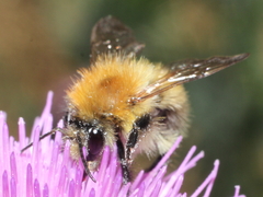 Bombus pascuorum