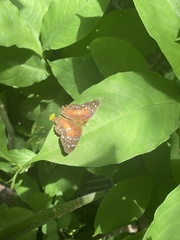 Anartia