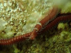 Leodice torquata