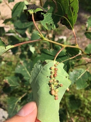 Harmandiola