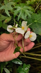 Begonia philodendroides