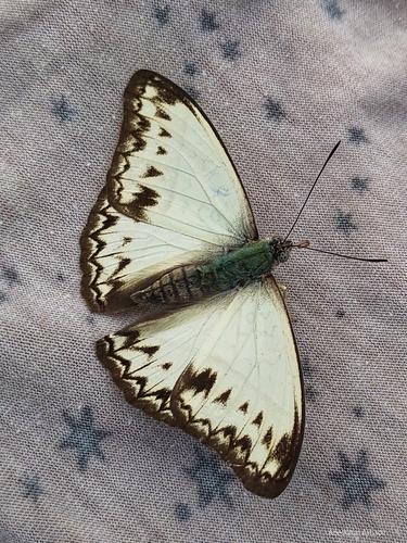 Common Glider