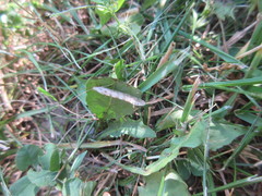 Nectopsyche exquisita