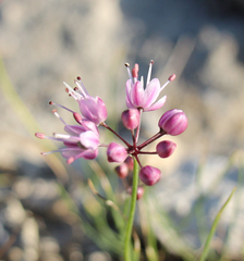 Allium charadzeae