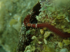 Leodice torquata