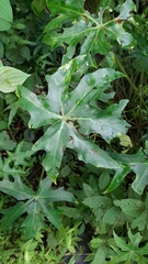 Begonia philodendroides