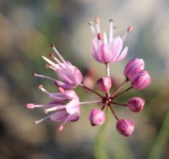 Allium charadzeae