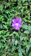 Achimenes longiflora