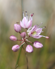 Allium charadzeae