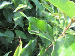 Nectopsyche exquisita