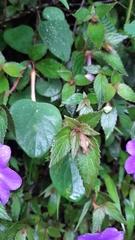 Achimenes longiflora