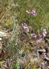 Allium charadzeae