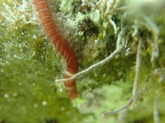 Leodice torquata