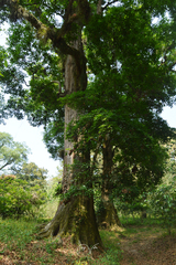 Quercus xalapensis