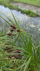 Bolboschoenus laticarpus