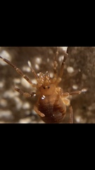 Zalmoxidae