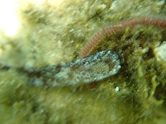 Leodice torquata