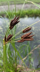 Bolboschoenus laticarpus