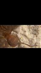 Zalmoxidae