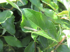 Nectopsyche exquisita