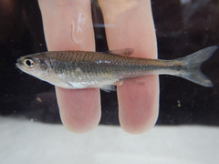 Lythrurus umbratilis