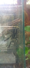 Poecilotheria