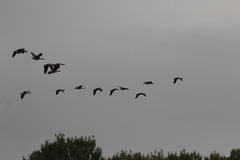 Branta canadensis