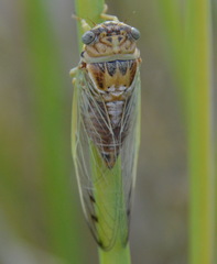 Diceroprocta delicata