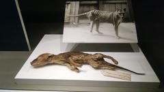Thylacinus cynocephalus