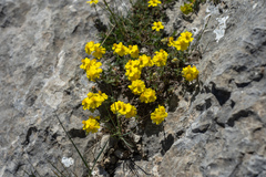 Helianthemum oelandicum orientale