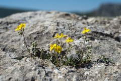 Helianthemum oelandicum orientale