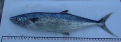 Scomberomorus sierra