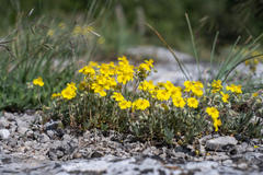 Helianthemum oelandicum orientale