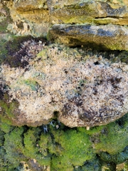 Chaenotheca ferruginea