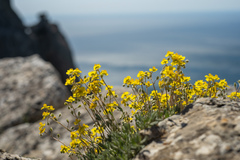 Helianthemum oelandicum orientale