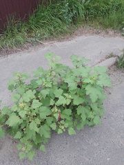 Xanthium orientale riparium