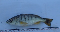 Armed Grunt photo 2
