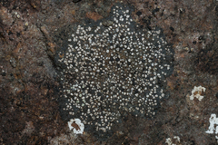 Rhizocarpon geminatum