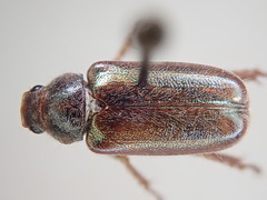 Dichelonyx canadensis