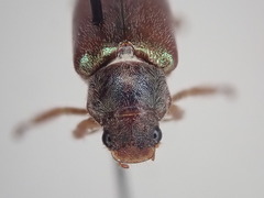 Dichelonyx canadensis