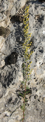 Artemisia chamaemelifolia