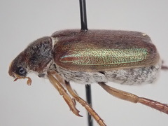 Dichelonyx canadensis