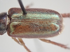 Dichelonyx canadensis