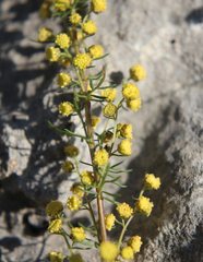 Artemisia chamaemelifolia